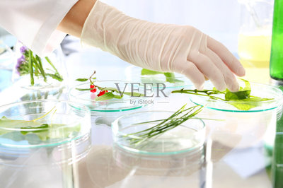 實驗室,植物學,轉基因,遺傳研究,生物科技
