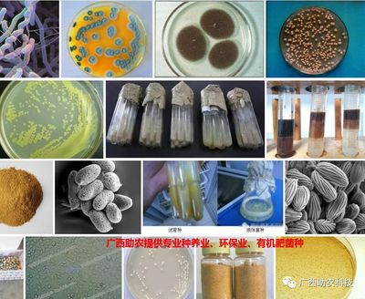 了解南寧微瑞生物科技