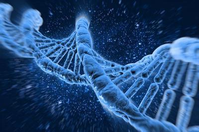 龍蝦能實現生物學永生,打破了海夫利克極限,讓人羨慕